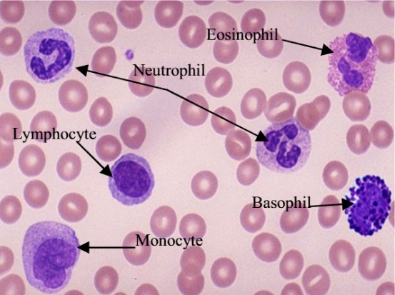 Différents types de globules blancs. Source : https://ieeexplore.ieee.org/document/6968362